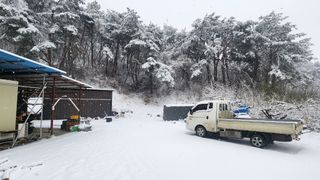 김준한님의 자두 · 영농일지 작성글 사진