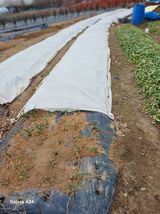 팜모닝 기타작물·영농일지 게시글 이미지