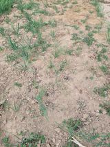 팜모닝 기타작물·영농일지 게시글 이미지