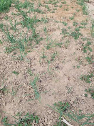 김춘성님의 기타작물 · 영농일지 작성글 사진