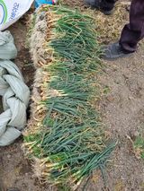 팜모닝 기타작물·영농일지 게시글 이미지