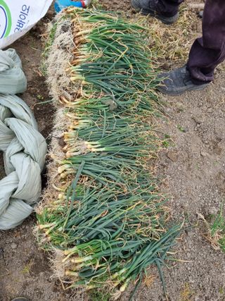 논산푸른팜님의 기타작물 · 영농일지 작성글 사진