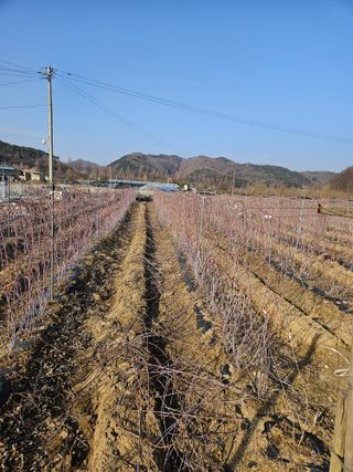 류대균님의 기타작물 · 영농일지 작성글 사진