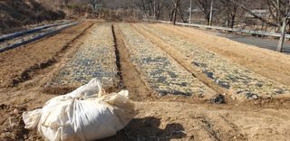 정천복님의 마늘 · 영농일지 작성글 사진