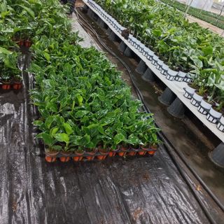 두릅나무15847님의 기타작물 · 영농일지 작성글 사진