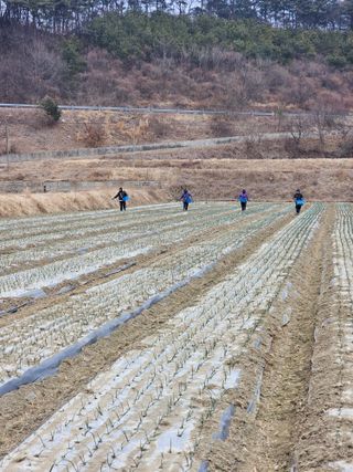 권정식님의 양파 · 영농일지 작성글 사진