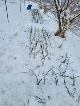 논산푸른팜님의 기타작물 · 영농일지 작성글 사진