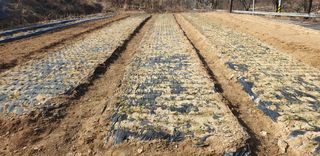 정천복님의 마늘 · 영농일지 작성글 사진