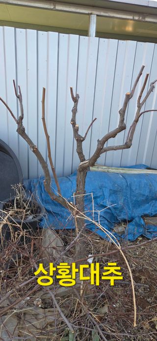 김성필님의 기타작물 · 영농일지 작성글 사진