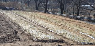 정천복님의 기타작물 · 영농일지 작성글 사진