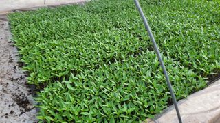 여우내 이순홍님의 고추 · 영농일지 작성글 사진