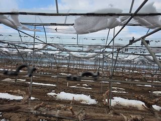 황만달님의 기타작물 · 영농일지 작성글 사진