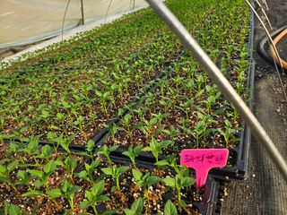 이인오님의 고추 · 영농일지 작성글 사진