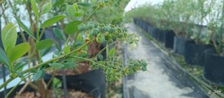 류근택님의 블루베리 · 영농일지 작성글 사진