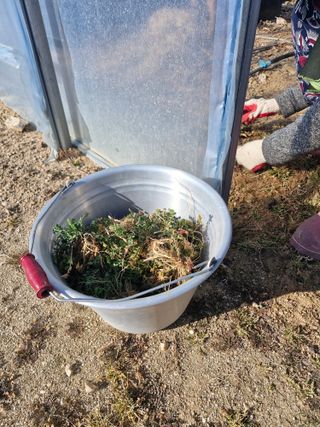 블루베리25247님의 호박 · 영농일지 작성글 사진