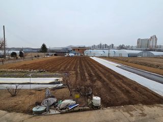 김동현님의 감자 · 영농일지 작성글 사진