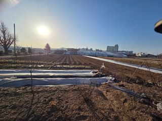 김동현님의 감자 · 영농일지 작성글 사진