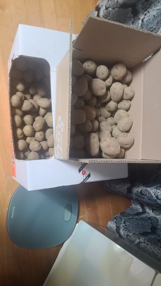 포도14685님의 감자 · 영농일지 작성글 사진