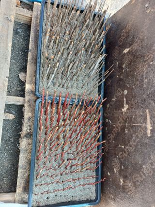 김홍중님의 두릅 · 영농일지 작성글 사진