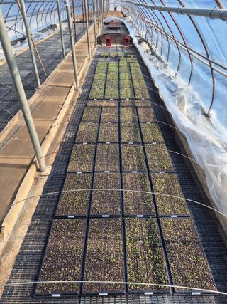 조성민님의 고추 · 영농일지 작성글 사진