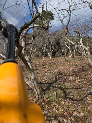 박영애님의 감 · 영농일지 작성글 사진