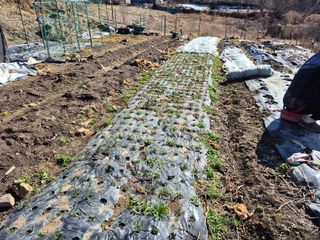 이준영님의 기타작물 · 영농일지 작성글 사진