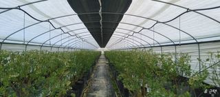 류근택님의 블루베리 · 영농일지 작성글 사진