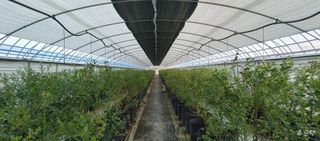 류근택님의 블루베리 · 영농일지 작성글 사진