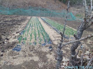황대헌님의 마늘 · 영농일지 작성글 사진