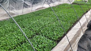 여우내 이순홍님의 고추 · 영농일지 작성글 사진