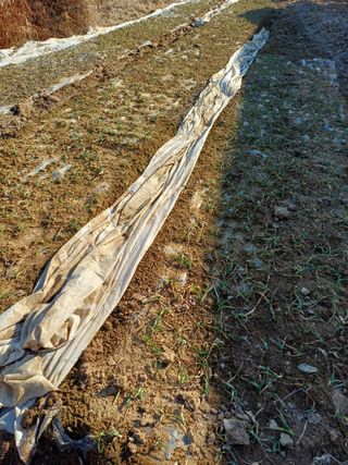 이철우님의 마늘 · 영농일지 작성글 사진