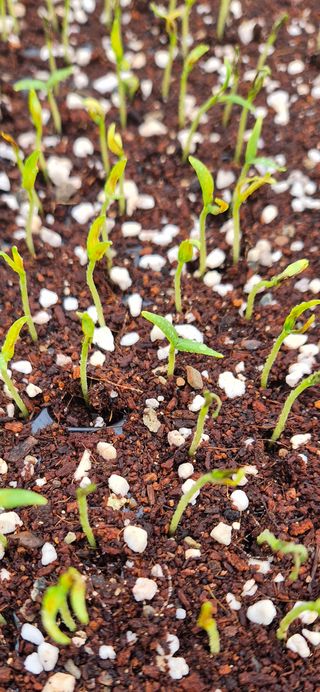 이정현님의 기타작물 · 영농일지 작성글 사진