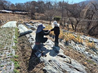 이준영님의 기타작물 · 영농일지 작성글 사진