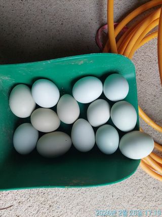 황대헌님의 마늘 · 영농일지 작성글 사진