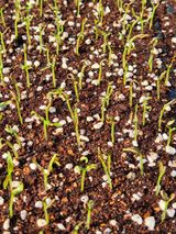 팜모닝 기타작물·영농일지 게시글 이미지