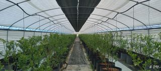 류근택님의 블루베리 · 영농일지 작성글 사진