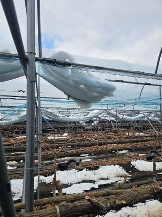 최순호님의 포도 · 영농일지 작성글 사진