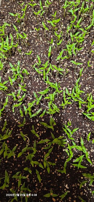 장용선 사진작가농부님의 고추 · 영농일지 작성글 사진