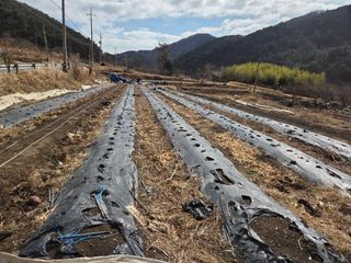해솔농원님의 고추 · 영농일지 작성글 사진
