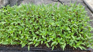 여우내 이순홍님의 고추 · 영농일지 작성글 사진