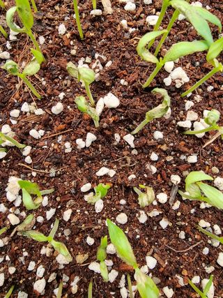 이정현님의 기타작물 · 영농일지 작성글 사진