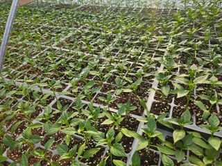 이인오님의 고추 · 영농일지 작성글 사진