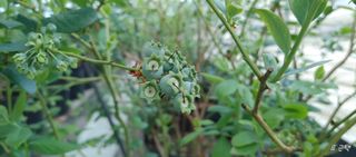 류근택님의 블루베리 · 영농일지 작성글 사진