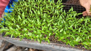 여우내 이순홍님의 고추 · 영농일지 작성글 사진