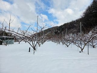 윤장원님의 기타작물 · 영농일지 작성글 사진