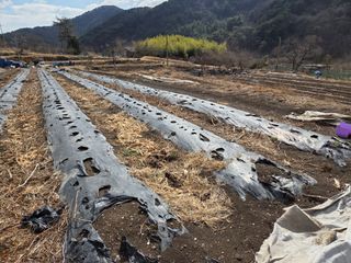 해솔농원님의 고추 · 영농일지 작성글 사진