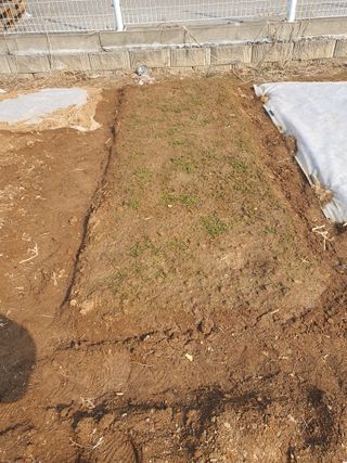 정병학님의 시금치 · 영농일지 작성글 사진