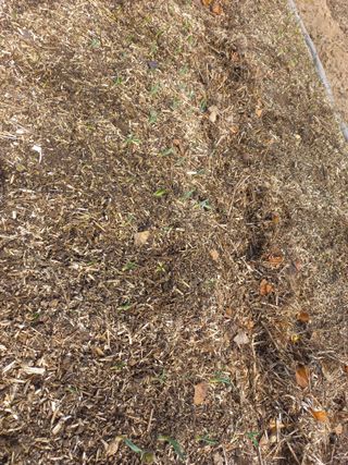 너바라기님의 마늘 · 영농일지 작성글 사진