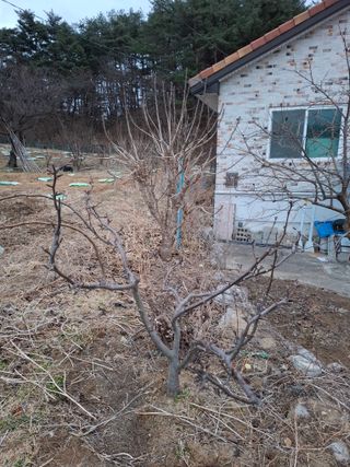 주재필님의 사과 · 영농일지 작성글 사진