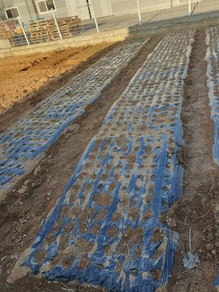 정병학님의 상추 · 영농일지 작성글 사진